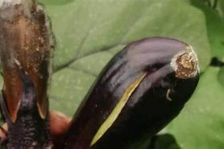 茄子夏季怎样为秋后旺果呢