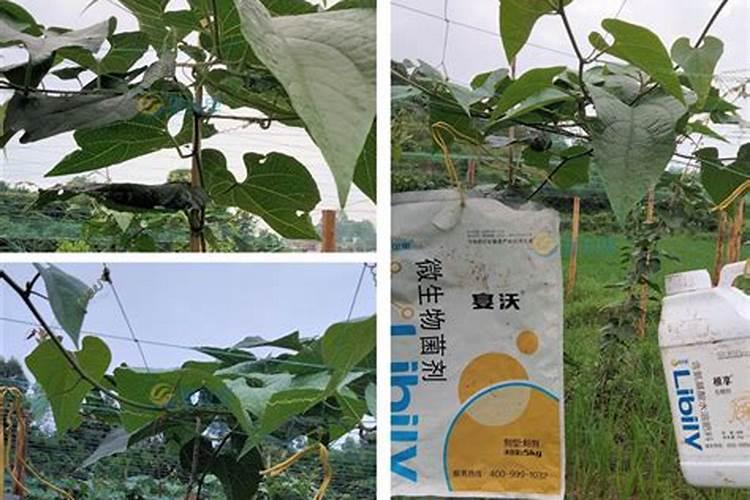 罗汉果花期喷洒硼和磷酸二氢钾过量出现中毒现象,需施什么肥才能让幼果膨...