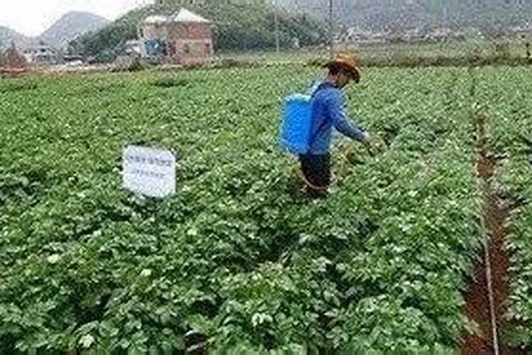 马铃薯地施什么肥最好