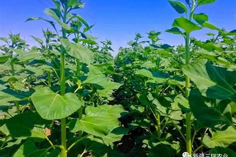 食葵灌浆需要施什么肥