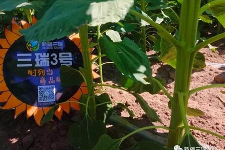 食葵生长期sf669种植技术