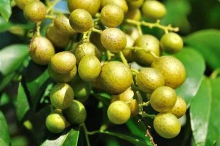 黄皮果实成熟期烂果,如何防治？