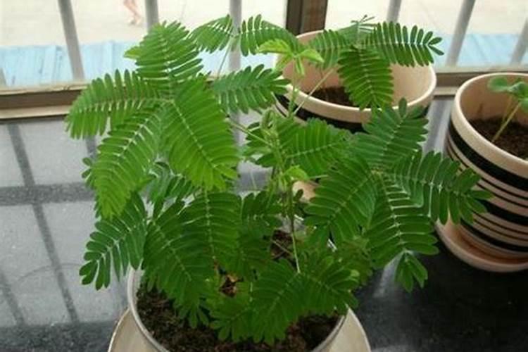 含羞草怎么浇水施肥