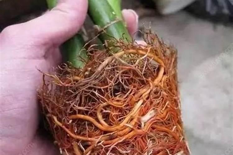 如何预防富贵竹叶子发黄