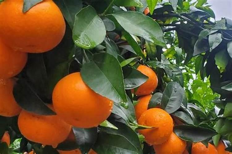 果树沃柑什么时间施肥好？怎样让果实快速转色？沃柑膨果着色肥料“调色师...