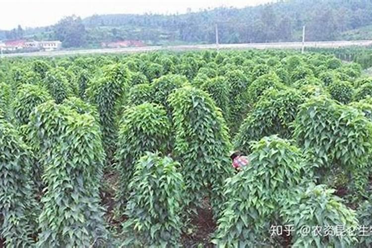 淮山药施肥方案