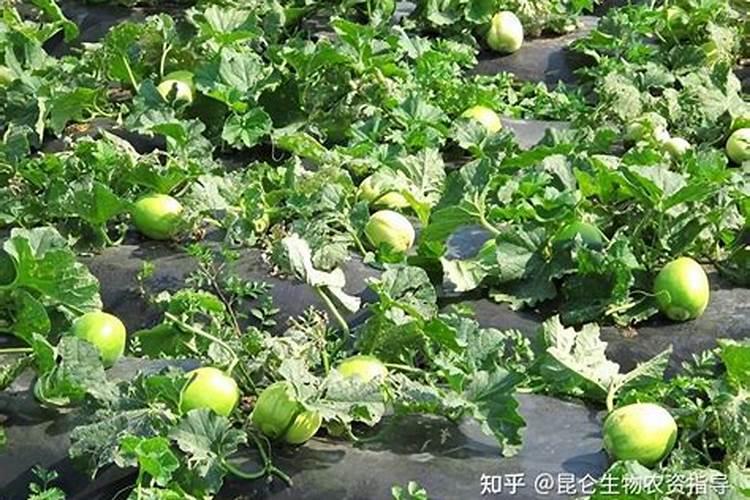 甜瓜授粉前一天冲钙和平衡肥可以吗