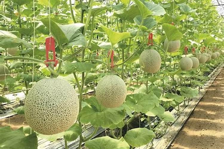 西瓜甜瓜种植方法