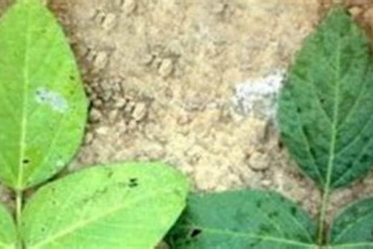 如何让豌豆苗长得肥嫩