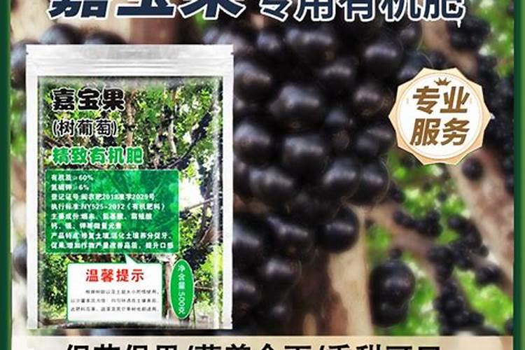 嘉宝果盆栽怎么养