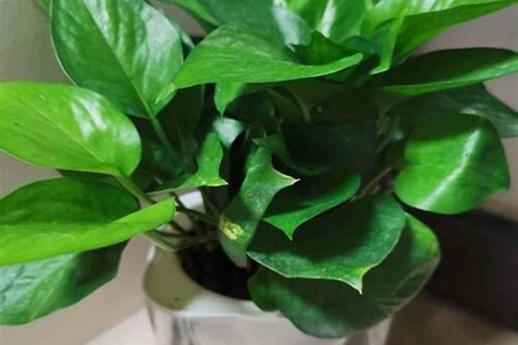 绿萝多久施肥一次 绿萝的施肥方法