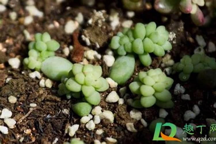 多肉植物施什么肥容易爆盆