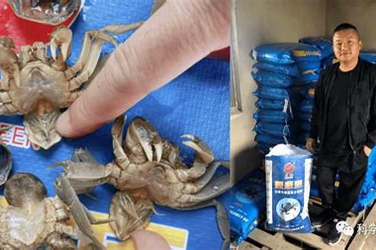 如何选择河蟹生态高效养殖模式