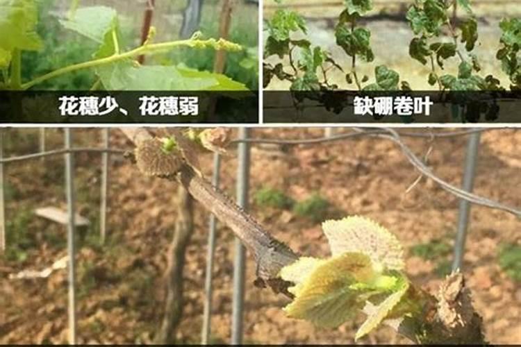 番石榴苗可以用鱼蛋白肥吗