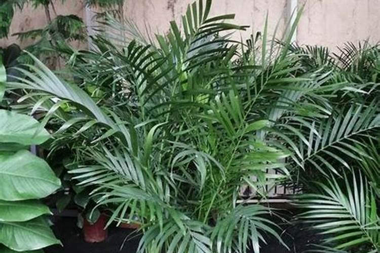 富贵椰子的养殖方法和注意事项