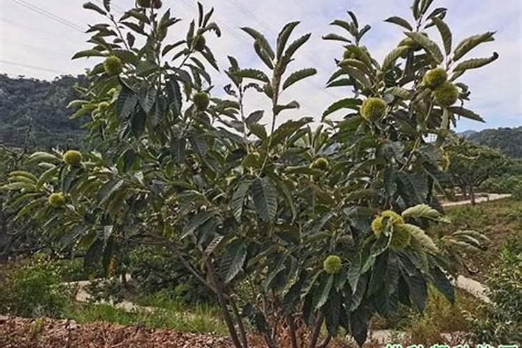 板栗树施什么肥最好