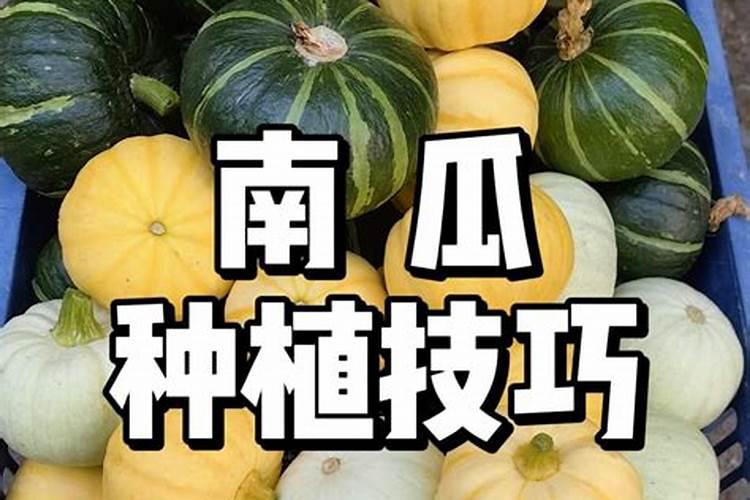 南瓜移栽后多少天可以施肥