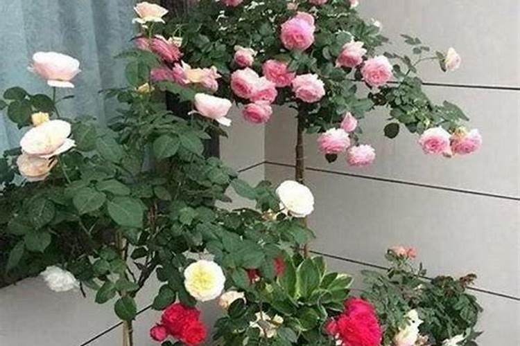 月季花嫁接时间和方法