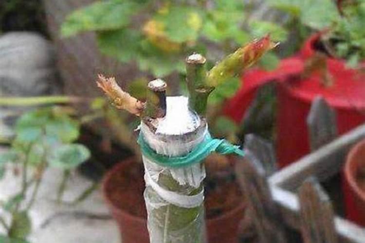 月季三月份怎么施肥