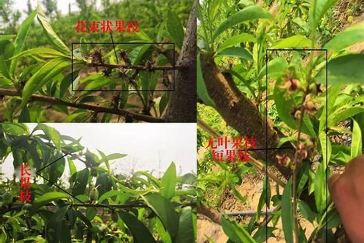 桃树该怎样施肥？