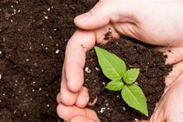 荔枝小苗放什么肥料长的快一年可以长果子出来了