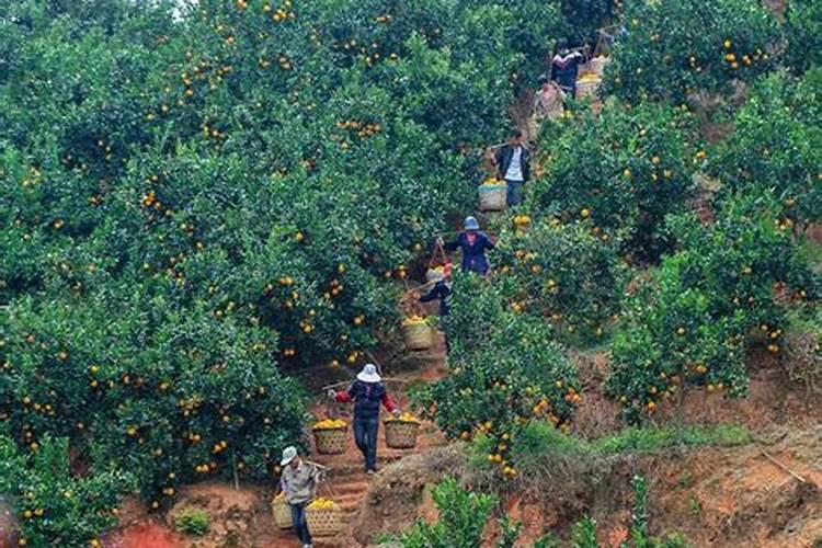 脐橙全年施肥时间表 脐橙全年施肥时间表纽荷尔