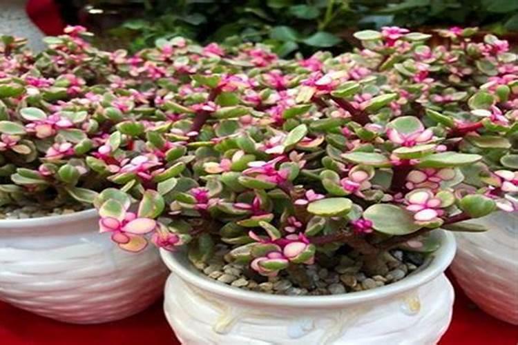 金枝玉叶为什么不开花