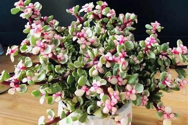 金枝玉叶不开花怎么办