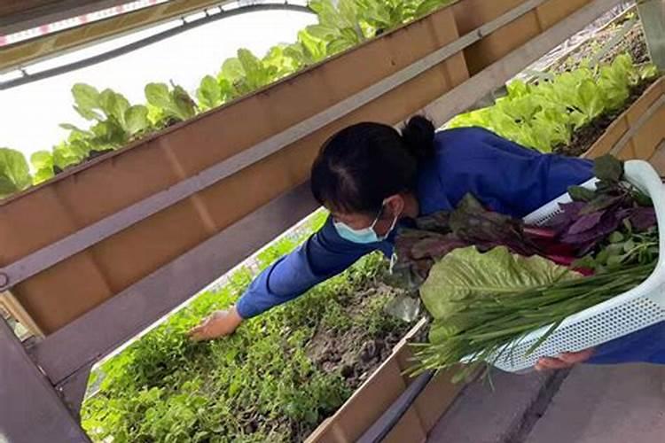 这些废弃物居然是阳台种菜好肥料？再也不缺肥了