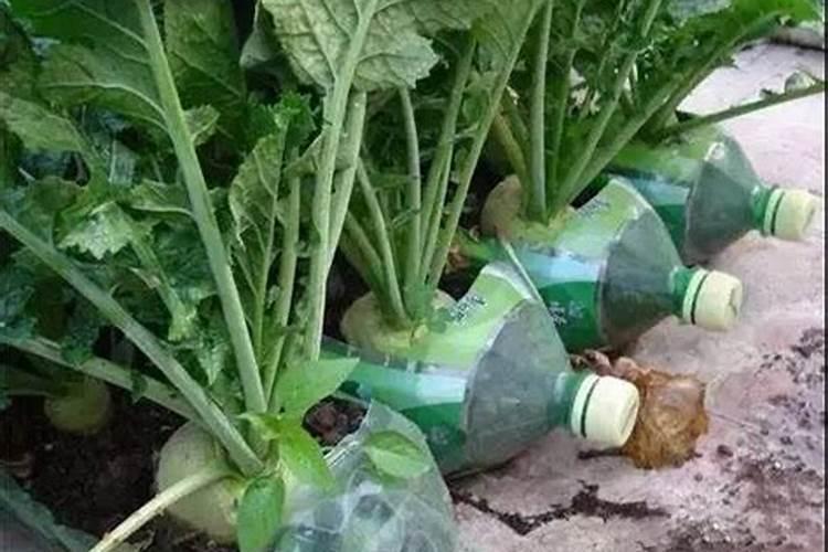 种菜用什么追肥长得快