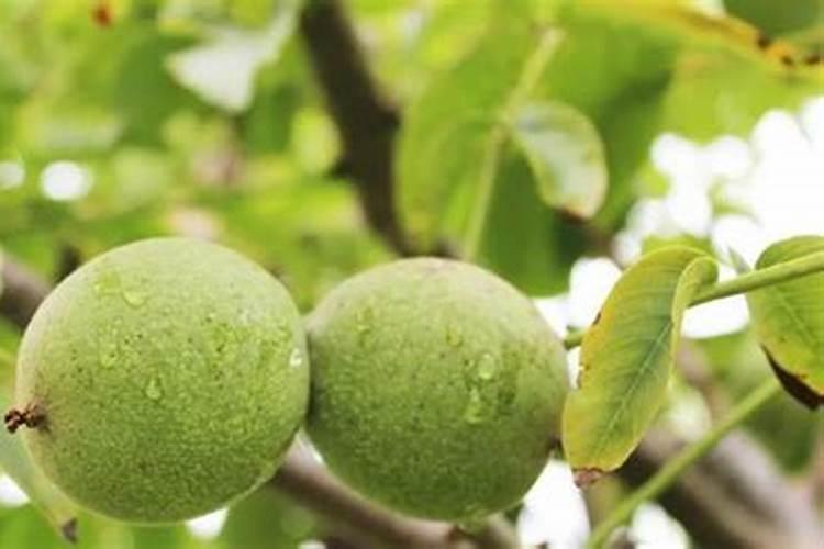 核桃树什么时候浇水,核桃树冬季怎么浇水