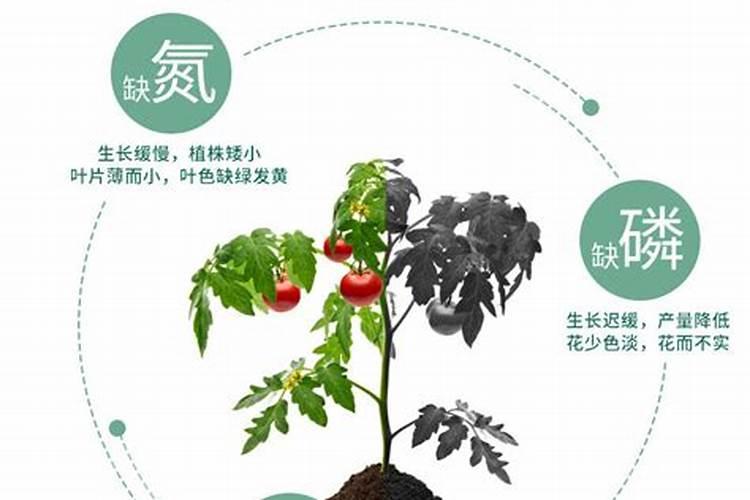 棉花花铃期一米高的棉花如何滴水施肥