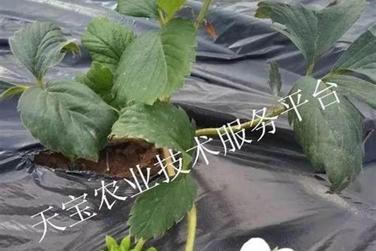 草莓开花期用什么肥料好