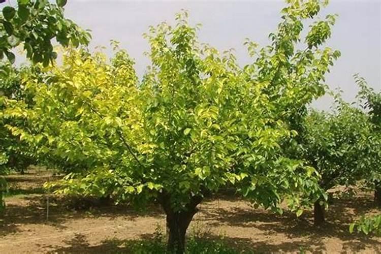 种菜施肥用什么水溶肥料好？