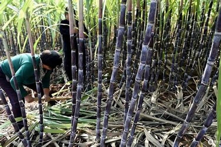 青皮甘蔗的种植方法