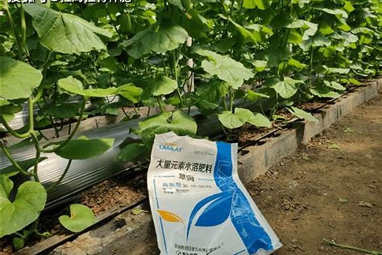 大量元素水溶肥的正确使用方法