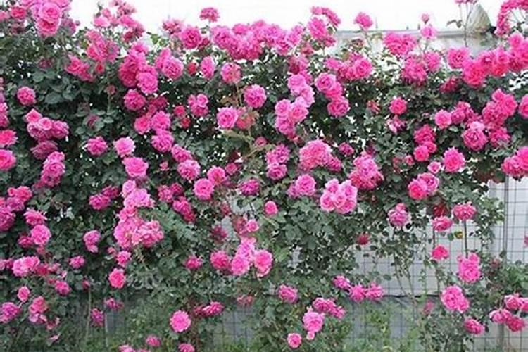 盆栽茶花能淋雨吗