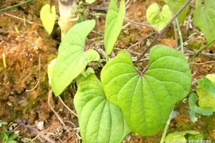 什么是硝酸磷肥,主要作用是什么？