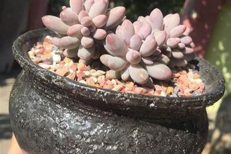 李子树施什么肥好