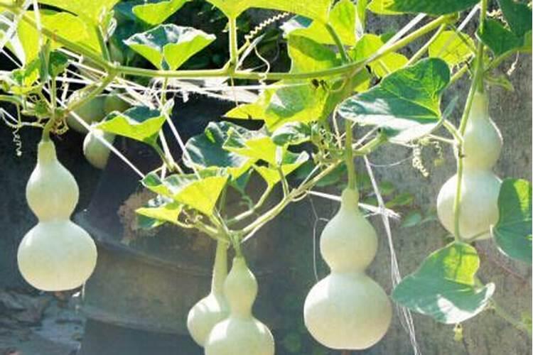 小葫芦种植方法