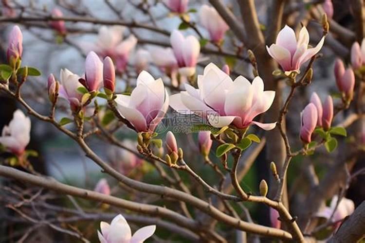 玉兰花要怎样施肥？
