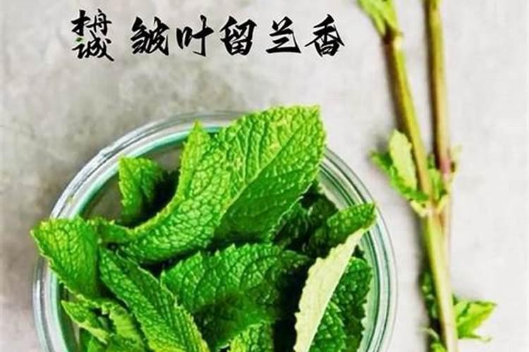 薄荷不能和什么一起吃