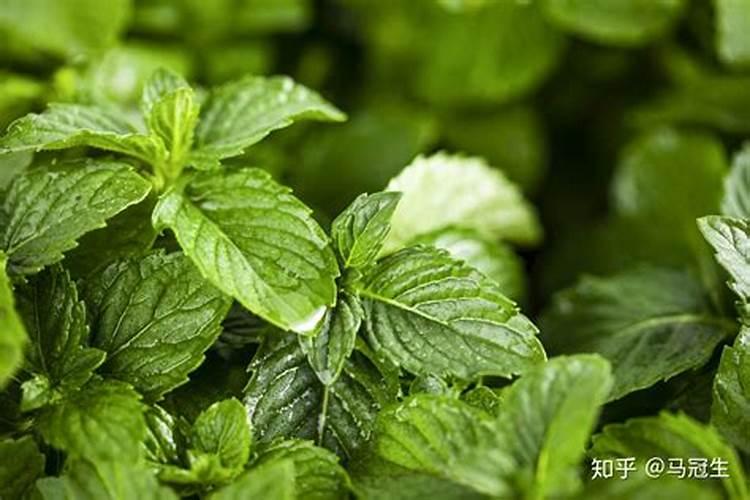 薄荷的营养价值有哪些？薄荷可以经常吃吗？