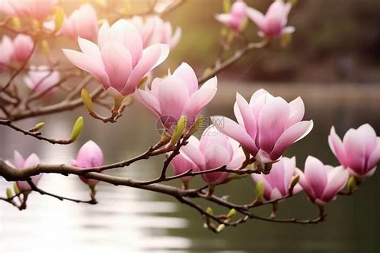 玉花如何施肥