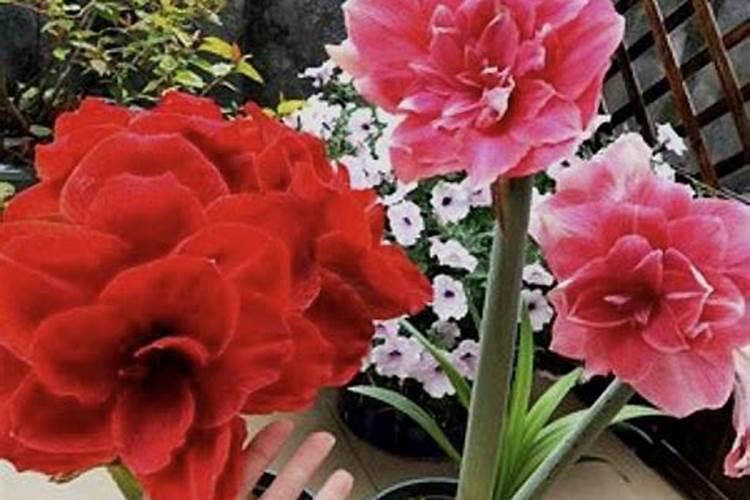 什么药水能养花生根快,还能延长花期？