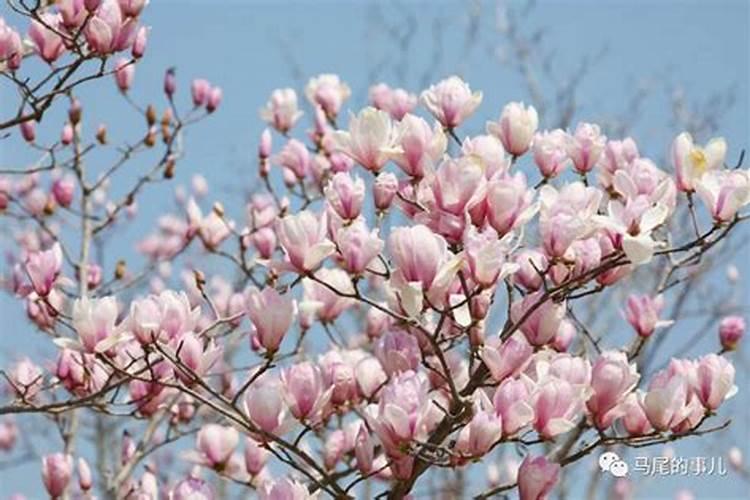 玉兰花的水肥管理