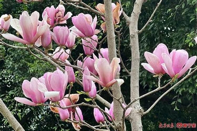 玉兰花要怎样施肥？