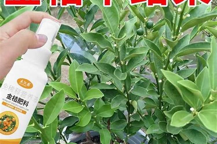 金桔开花期可以施肥吗