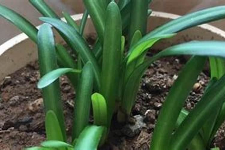 栀子花上什么肥料最好