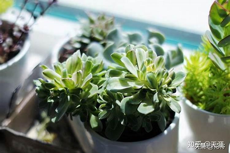 多肉植物施什么肥最好